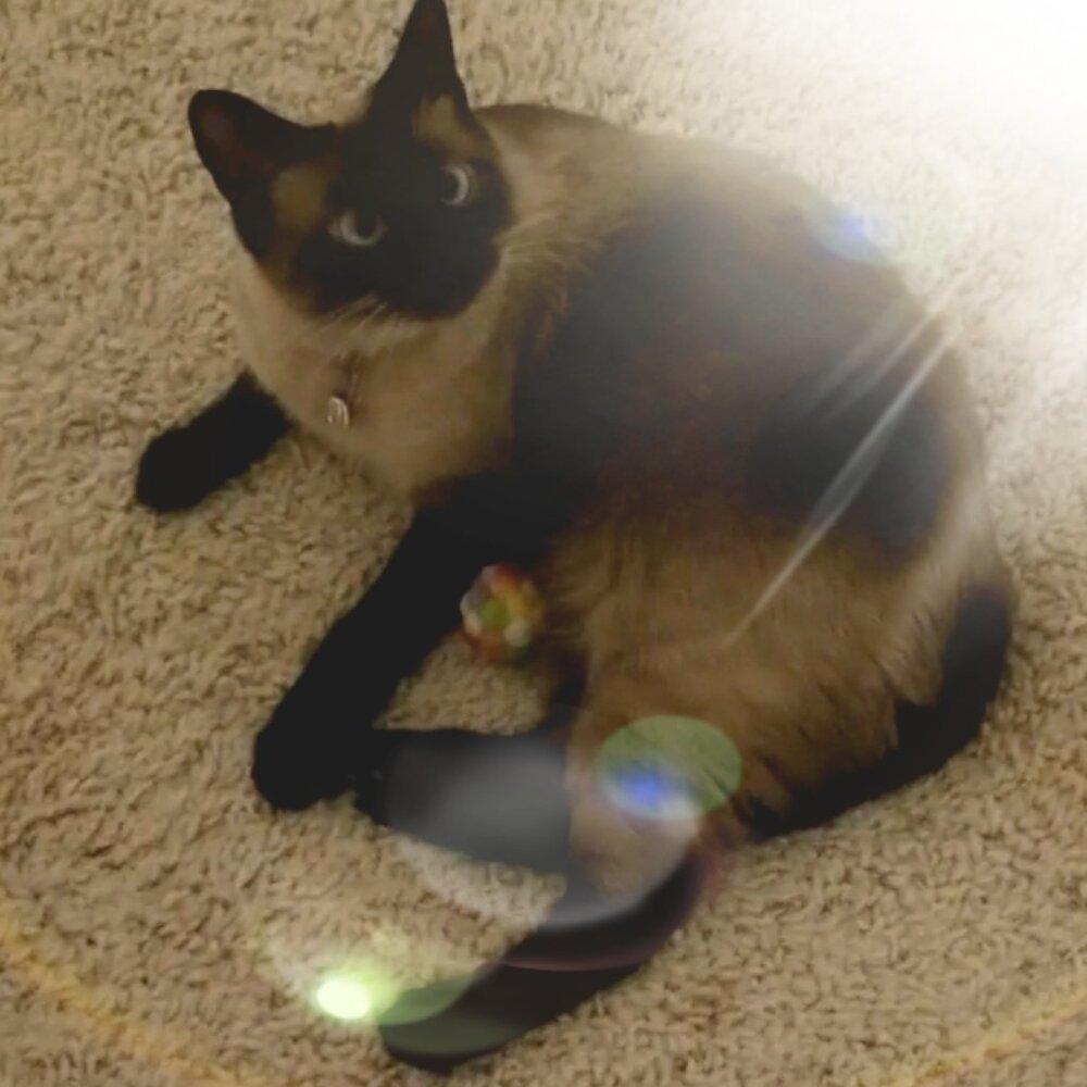 Meet your Posher, J.